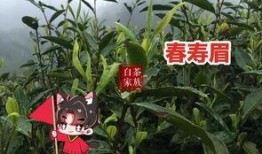 白茶在线吃瓜,揭秘茶界热点事件