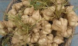 喜欢吃土瓜,探寻舌尖上的独特风味