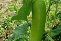 瓠子瓜老了咋吃,瓠子瓜变老后的美味新食法