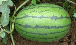 西昌十七度吃瓜,夏日吃瓜盛宴