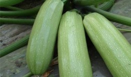 周末吃瓜有什么好处,轻松愉悦，身心受益