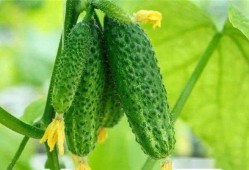 怎么吃生小瓜,探索清新口感与营养的完美结合