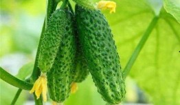 怎么吃生小瓜,探索清新口感与营养的完美结合