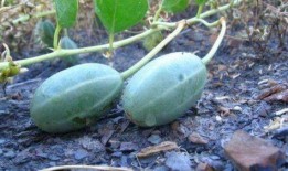 淡水瓜卵可以吃吗,揭秘可食用之谜