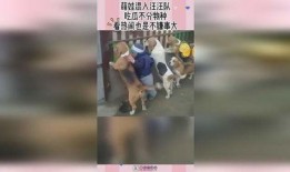 吃瓜不分物种,物种界限不再，共享欢乐时光