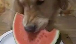 51吃瓜汪,揭秘娱乐圈那些不为人知的幕后故事