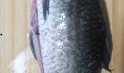 鲫瓜怎么吃,鲫鱼瓜的多样美味烹饪方法解析