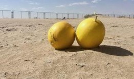 绿洲世界吃瓜地方