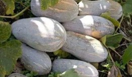 农村的吃瓜人,吃瓜人生