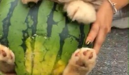 小狗可以吃小瓜嘛,小瓜是否适合作为狗狗的美食？