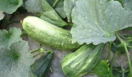 脆酥瓜怎么吃,解锁夏日清新美味