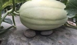 找我吃瓜的图片,一场视觉盛宴的幕后故事