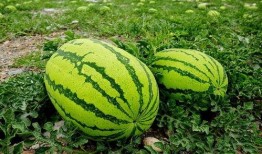 大美吃瓜视频,揭秘娱乐圈幕后故事，带你领略明星真实生活