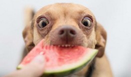 小狗可以吃小瓜嘛,小瓜是否适合作为狗狗的美食？