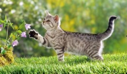 好奇猫吃瓜,揭秘娱乐圈那些不为人知的幕后故事