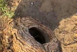 沙漠里吃瓜吃馕,瓜果馕香，探寻沙漠中的美味之旅