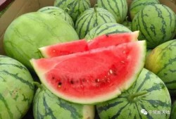 到家吃瓜的,揭秘网络热词背后的趣味与思考